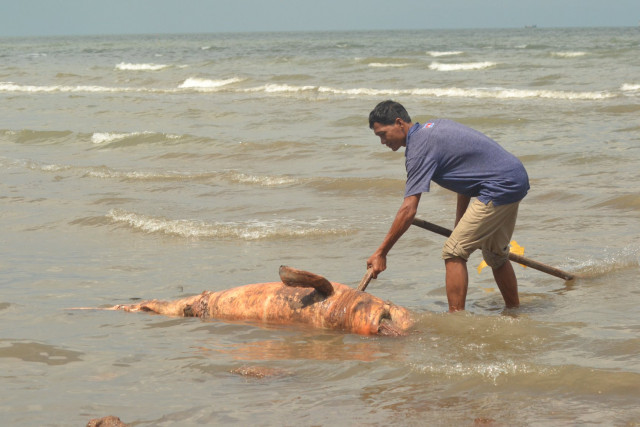 One more Irrawaddy dolphin is found dead along the coast of Cambodia in Kep  province
