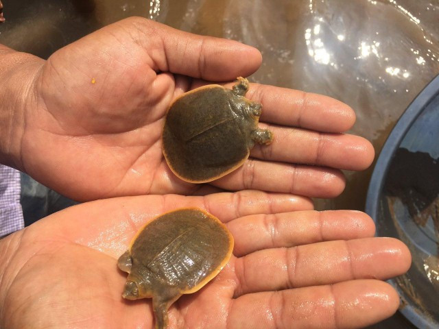Cambodia to release 200 endangered giant softshell baby turtles into Mekong River
