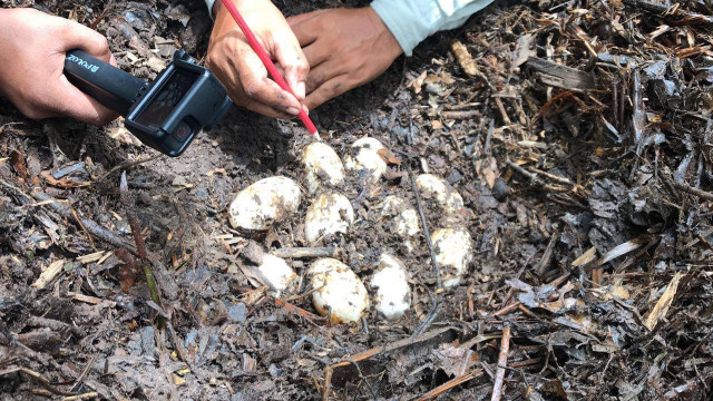 48 eggs of rare Siamese crocodile found in Southwestern Cambodia