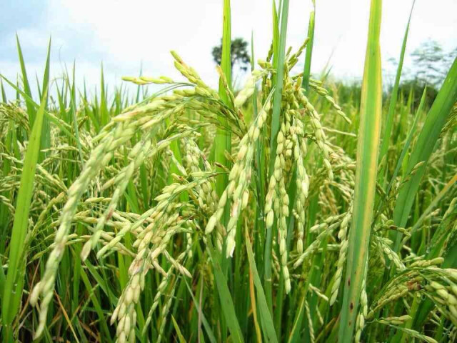 Cambodia, Myanmar seen increasing share of world rice market 