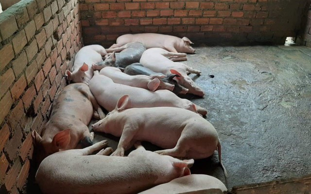 African swine fever spreads to 5th Cambodian province