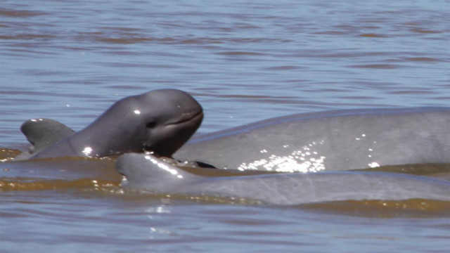 Cambodia’s endangered river dolphins at highest population in 20 years