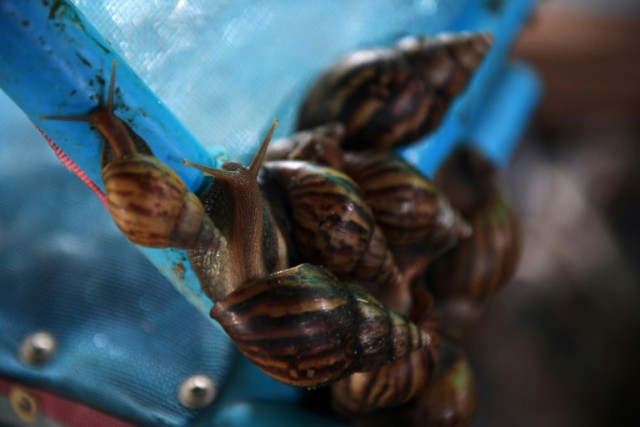 Thai farmers on the cash trail with snail slime