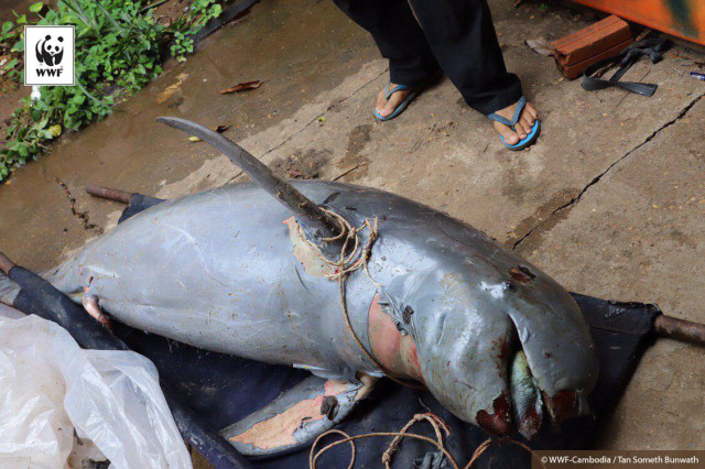 Rare Mekong river dolphin dies in gillnets in Cambodia: conservationist group
