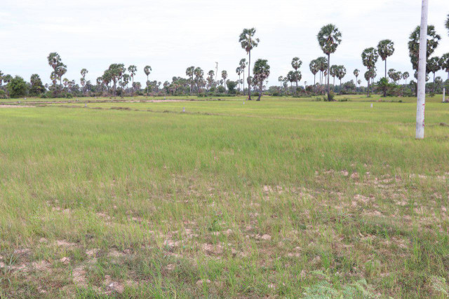 Siem Reap risks losing ‘many’ hectares of rice to drought