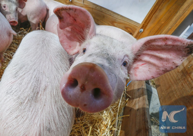 Philippines confirms 1st case of African swine fever
