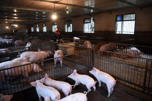 Thai agriculture ministry rolls out tight measures to screen out African swine fever