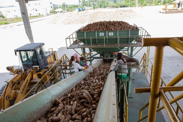 Study calls for more investment in Cambodia’s cassava production 