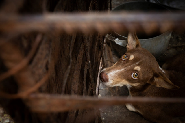 Is the Dog-Meat Trade Growing in Cambodia?