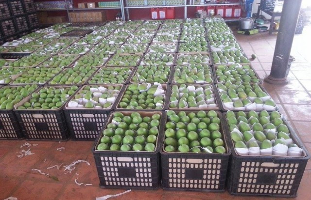 Cambodia still Missing out on the Chinese Mango Market