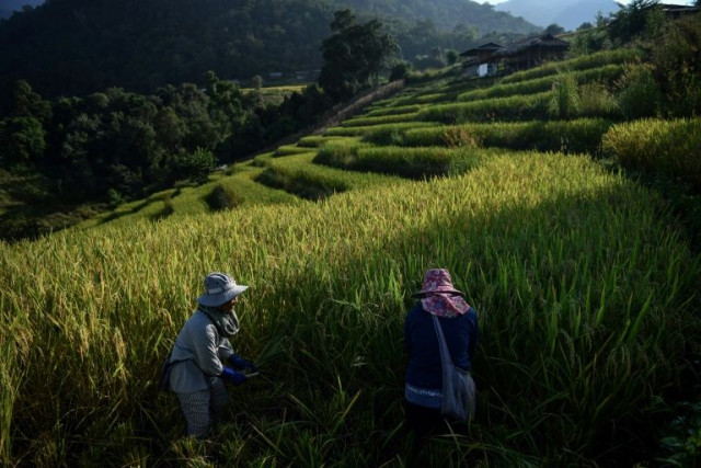 Thai rice farmers shun 'big agribusiness' and fight climate change
