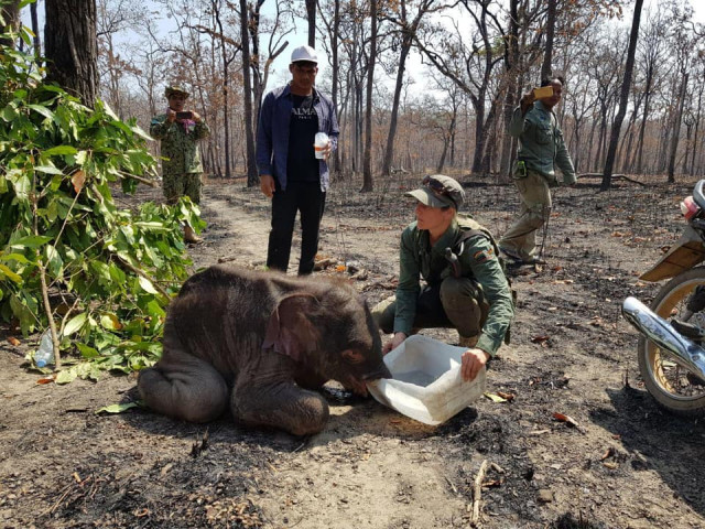 Lost baby elephant rescued