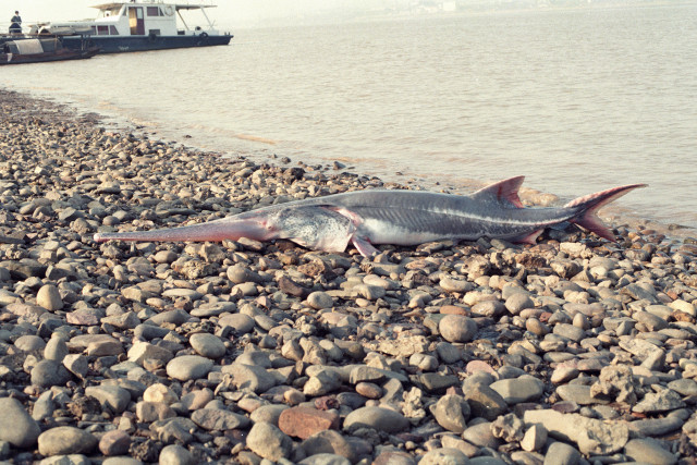 The Chinese paddlefish, one of world's largest fish, has gone extinct