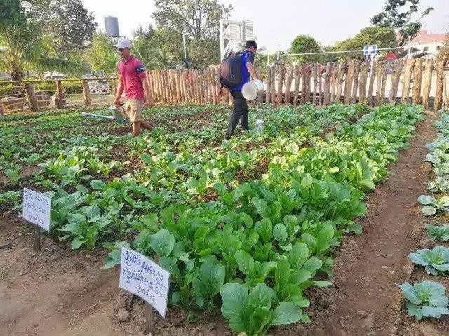  School Hopes to Improve Facilities by Selling Vegetables