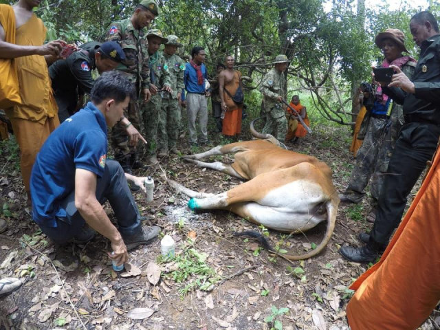 Four Endangered Bantengs Killed by Hunters in Cambodia This Year