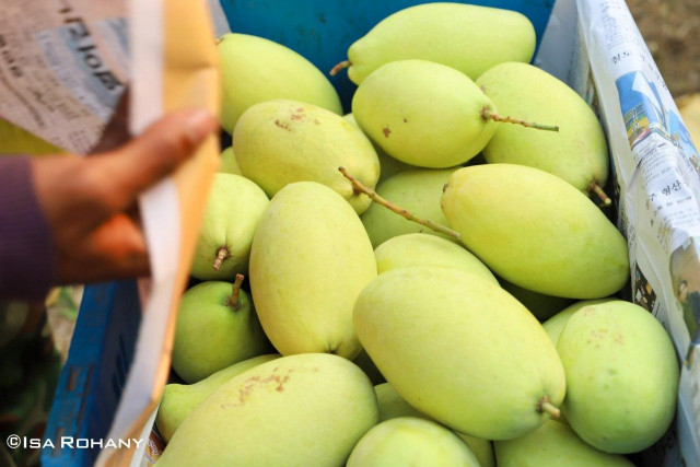 Cambodia to Expand Mango Exports to China