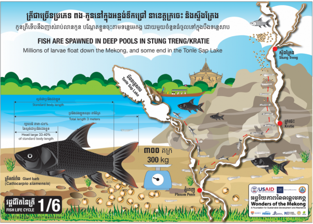 Fish are spawned in deep pools in Stung Treng/Kratie