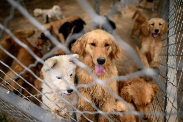 China dog meat festival goes ahead but virus takes a toll