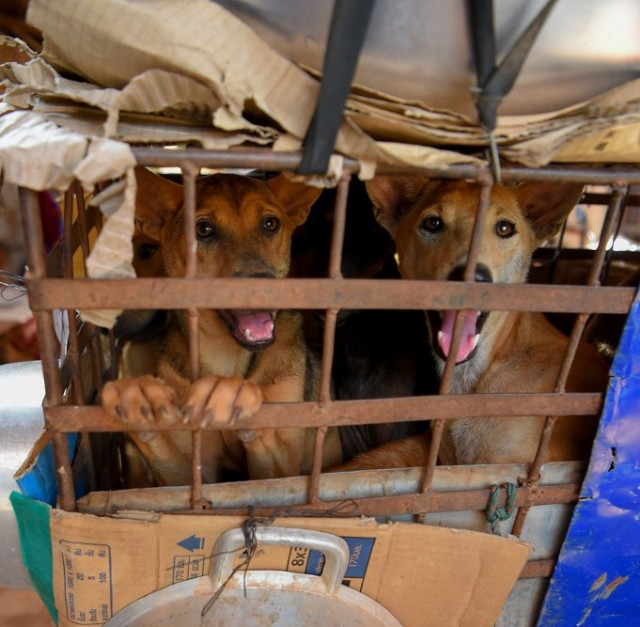Cambodia’s Dog Meat Ban: What Can We All Do Next to Help?