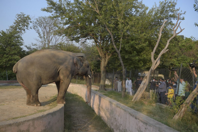 Kaavan the Elephant to Relocate to Cambodia Wildlife Sanctuary This Year