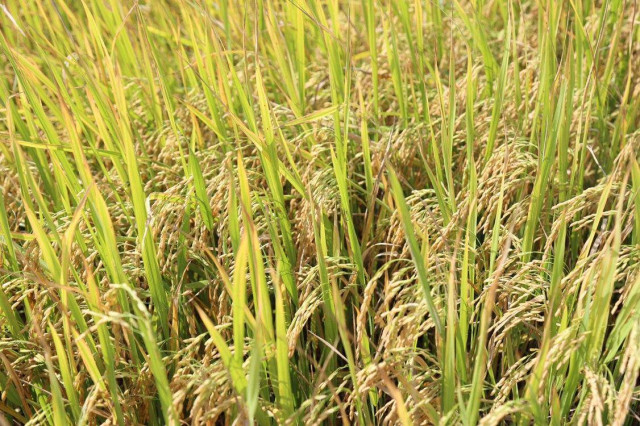 Cambodia's rice export up 38 pct in 7 months