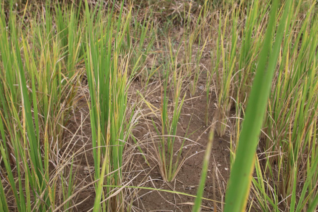 Droughts Ravage Rice Farms Across Banteay Meanchey Province