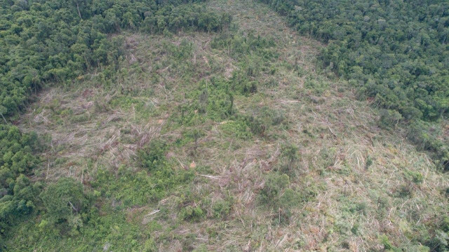 Prey Lang Forest Has Been Reduced by Nearly a Quarter over the Last 20 Years