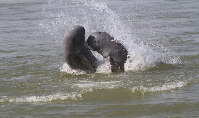 The Irrawaddy Dolphin Population in Cambodia Is Estimated at 89