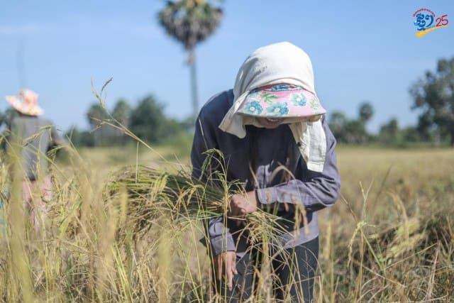 Cambodia’s Rice Exports Increase
