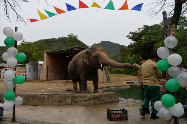 Pakistan's lonely elephant Kaavan packs trunk for Cambodia