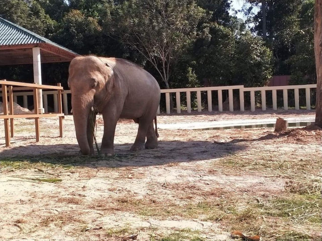 Lonely Pakistan elephant quickly adapts to new home in Cambodia