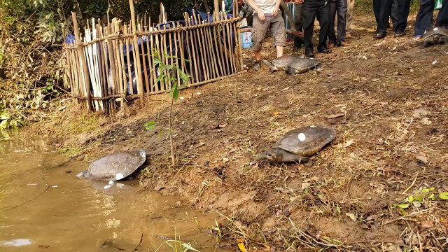 10 Rare Royal Turtles Released into Natural Habitat in Cambodia