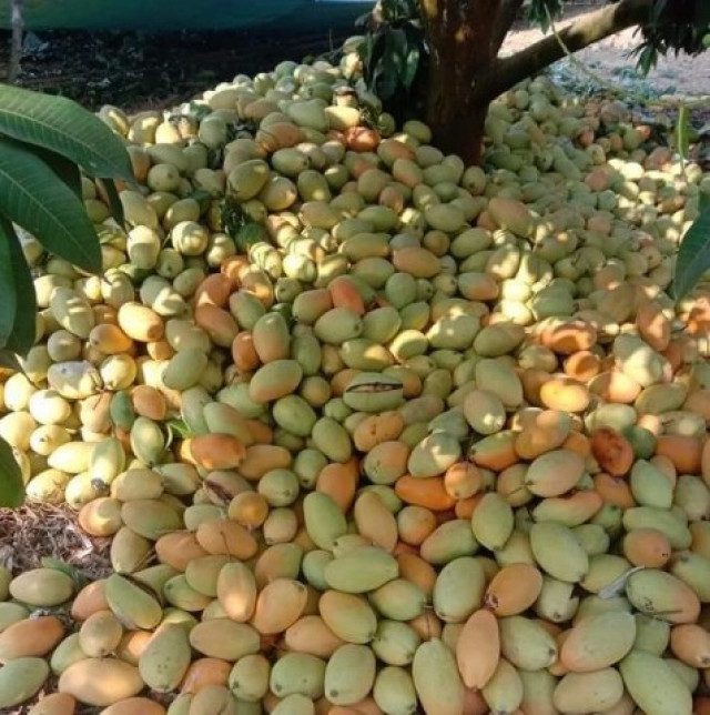 Mango Growers Complain as Prices Further Decline and Buyers Are Scarce
