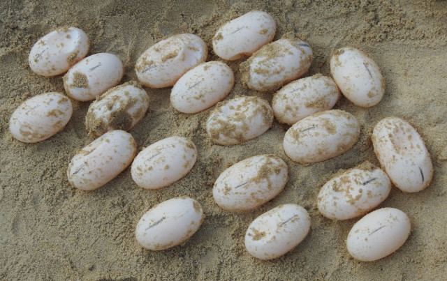 71 eggs of rare Royal Turtle laid in captivity in SW Cambodia