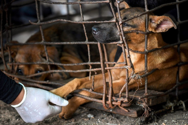 Cambodian dog slaughterhouse shuts as meat trade faces pressure