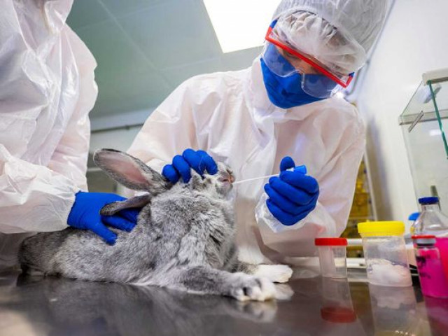 Russia registers 'world's first' Covid vaccine for animals