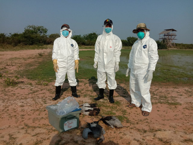 More than 1,700 Wild Birds Died of Bird Flu in Prey Veng