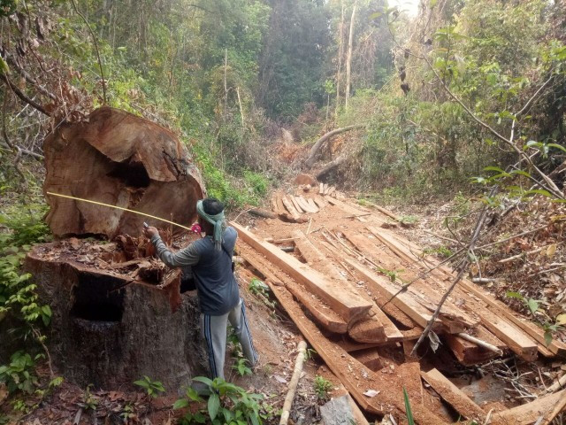 Study Finds Illegal Logging Rampant in Preah Roka Wildlife Sanctuary