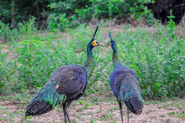 Cambodia’s Peacock Population Increases as Numbers Fall Globally