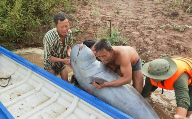 Second Irrawaddy Dolphin Found Dead in Stung Treng in Two Months