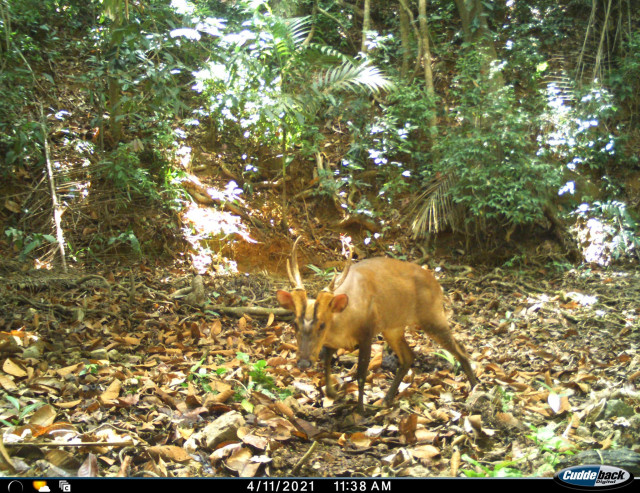 Rare Deer-Like Animal Snapped in Cambodian Forest