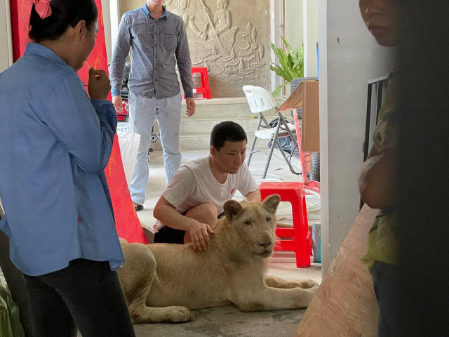 Chinese Man Fined $30,000 for Keeping Illegal Pet Lion