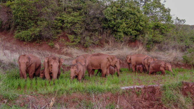 China's migrating elephant herd keeps heading southeast