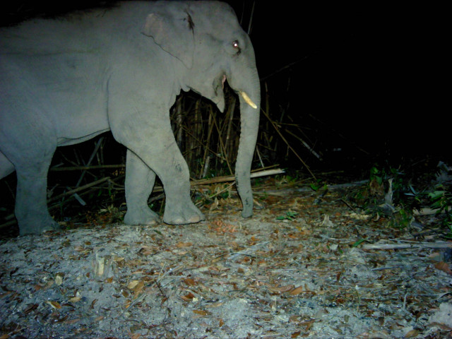 Endangered Elephants Located in Cambodian Jungles