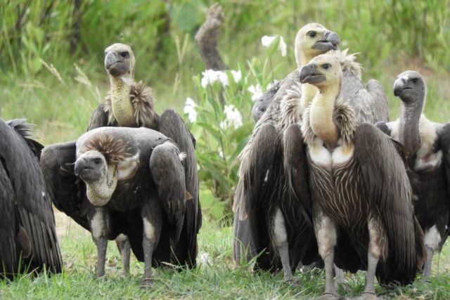 Rare vulture population in Cambodia declines further: latest census 