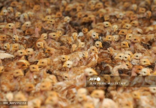 France pledges to end chick culling in 2022