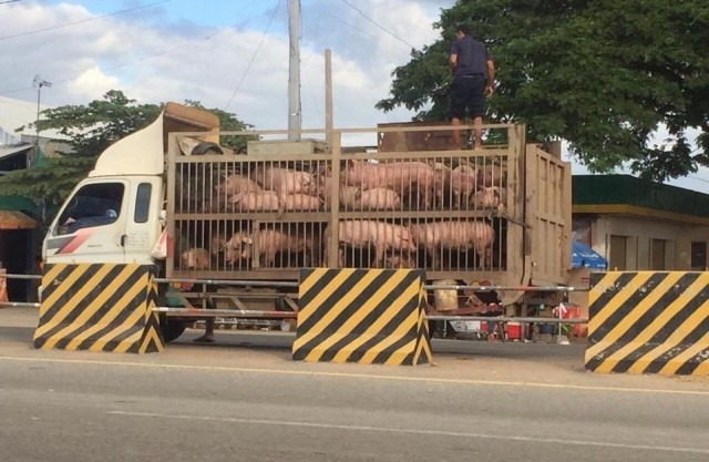 Cambodian Pig Farmers Fear “Excessive” Imports from Thailand