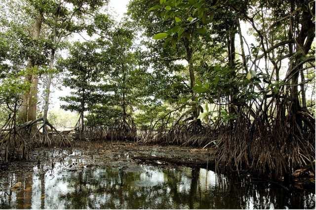 Mangroves Help Fight Climate Change, Support Other Biodiversity Areas
