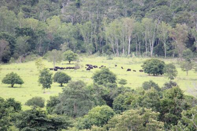Thailand forest park gets World Heritage nod despite indigenous rights warning
