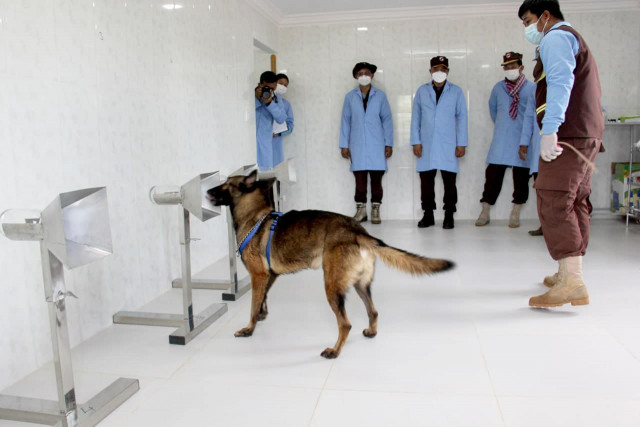 Cambodian Dogs Trained to Detect  COVID